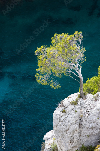 Aleppo pine, Calanques