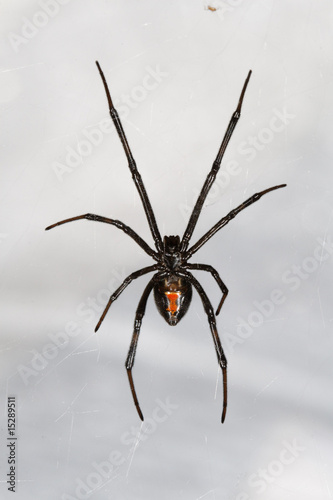 Isolated Black Widow Spider hanging from web © James L Davidson