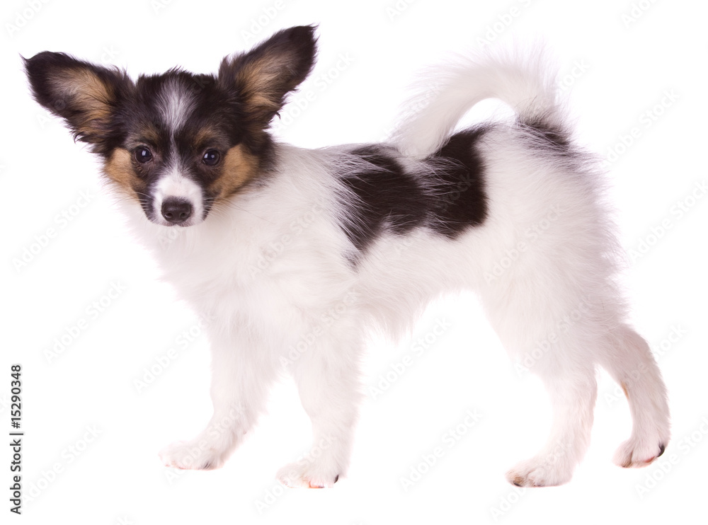 Puppy papillon