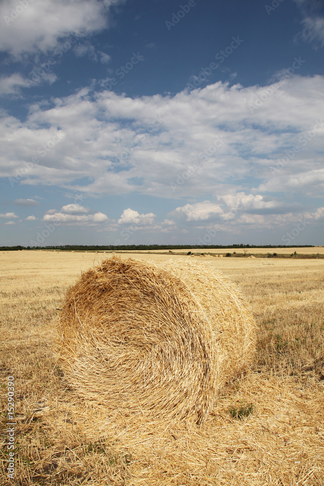 Wheat rolls at field Wheat rolls at field