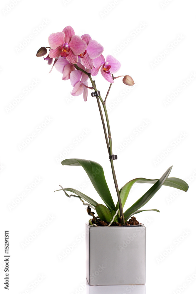 Blooming orchid phalaenopsis - obrazy, fototapety, plakaty 