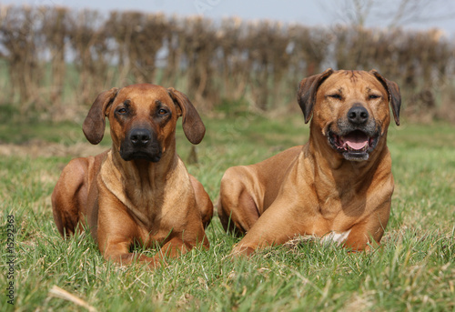 deux rhodesian ridgeback allong  s - chiens couch  s
