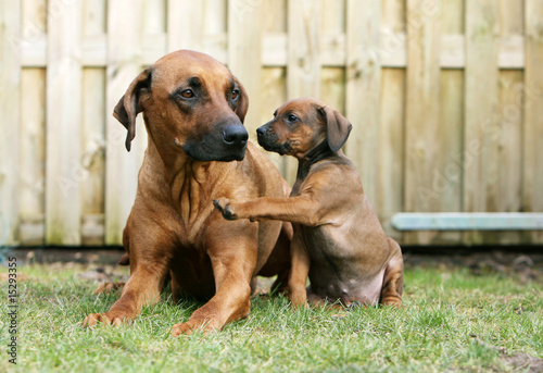 Fotografie jeune rhodesian ridgeback donnant un coup de patte à maman