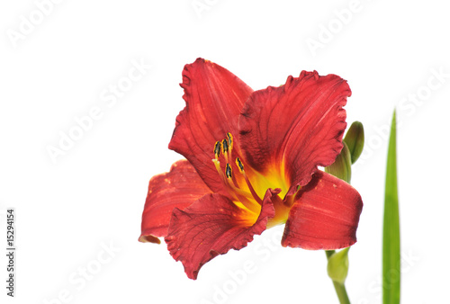 Dark red daylily isolated on white background