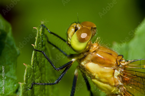 Common Darter Dragonfly © Joseph Scott