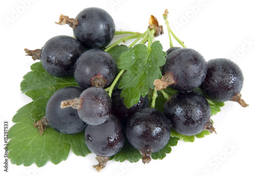 Hybrid of Black Currant and Gooseberry, Jostaberry