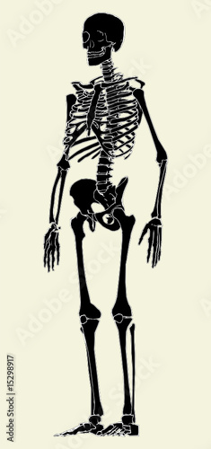 Human Skeleton Vector 03