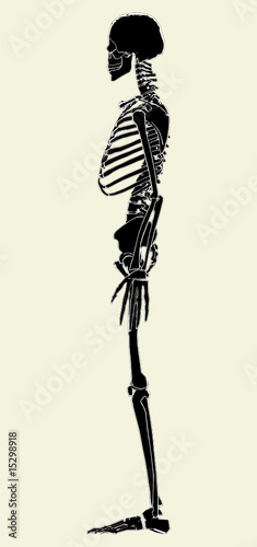 Human Skeleton Vector 02
