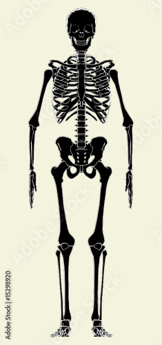 Human Skeleton Vector 01