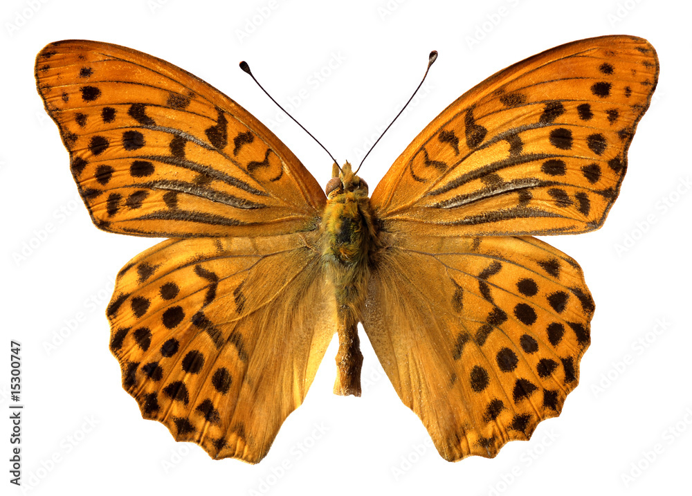 Obraz premium Détourage du papillon le tabac d'espagne Argynnis paphia
