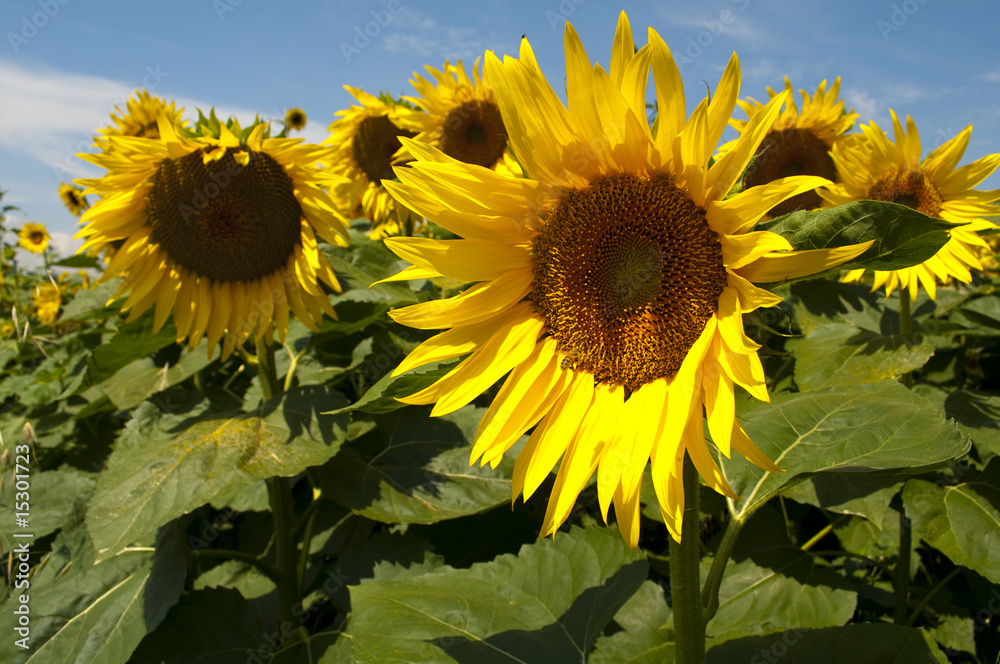 Obraz premium Girasole