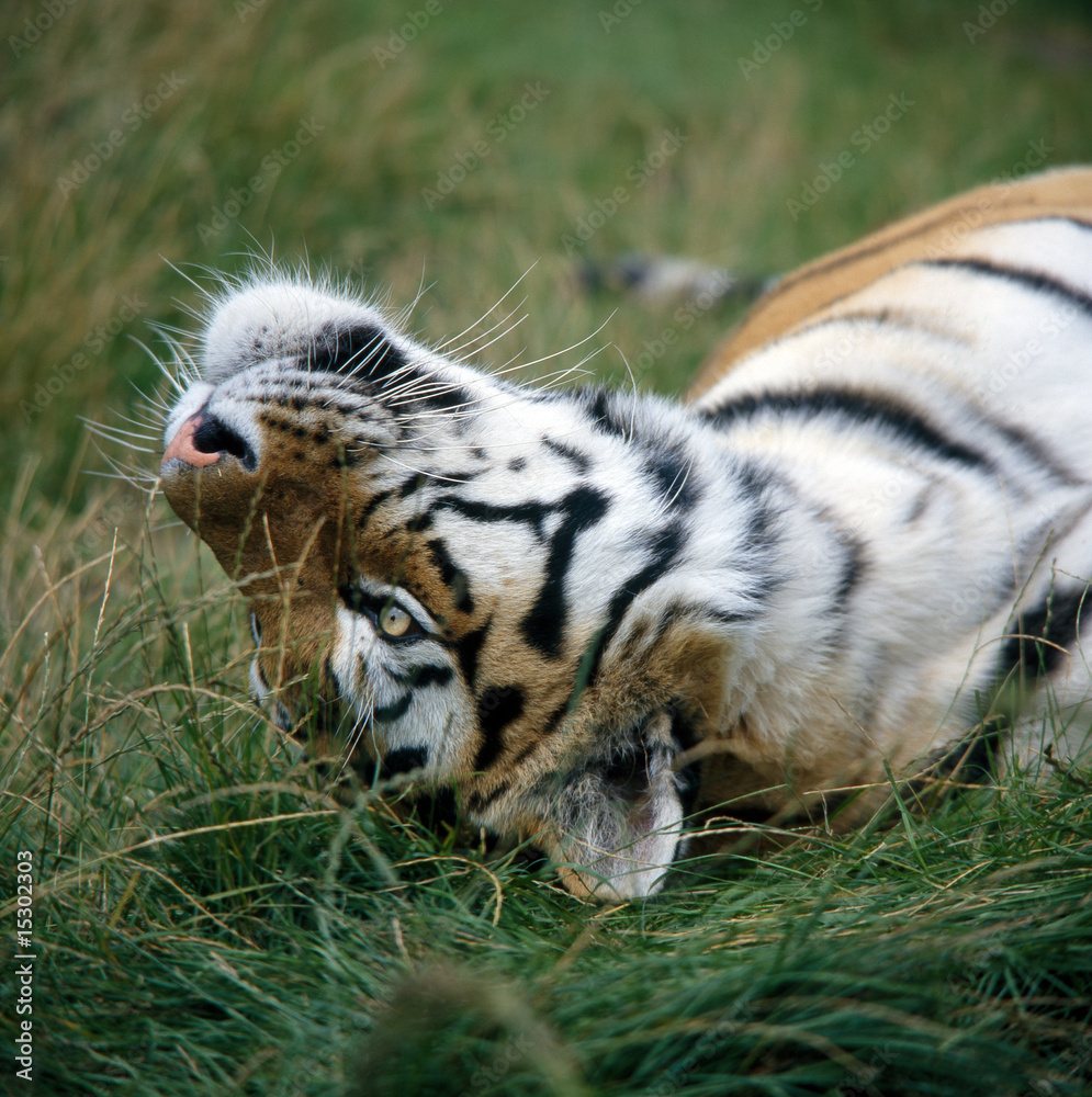 Tiger_112003 Tiger_112003
