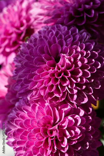 Fototapeta Naklejka Na Ścianę i Meble -  Purple flower in closeup