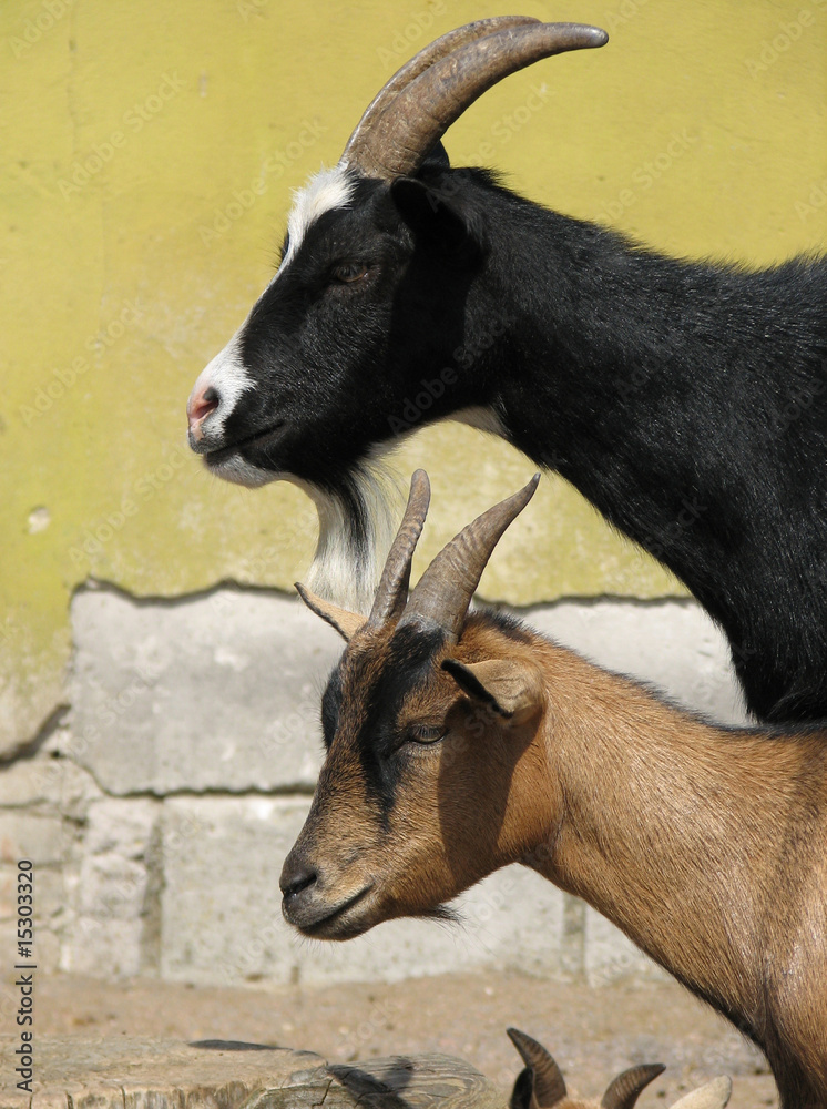 Two goats