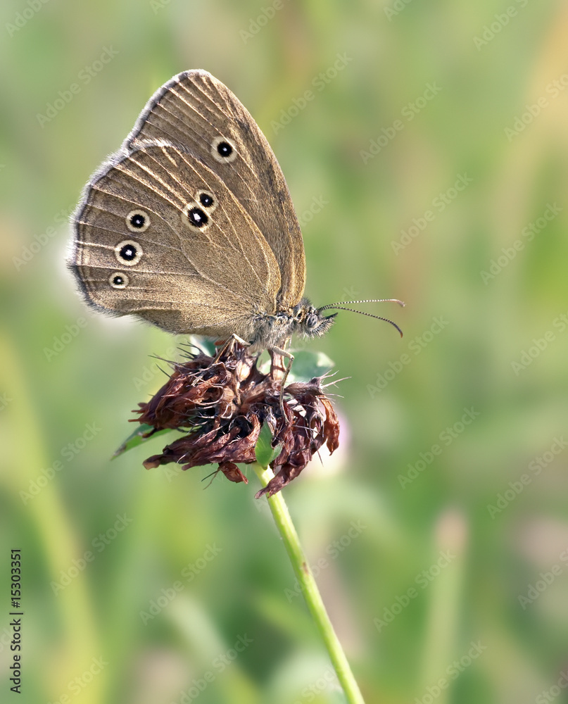 Fototapeta premium butterfly