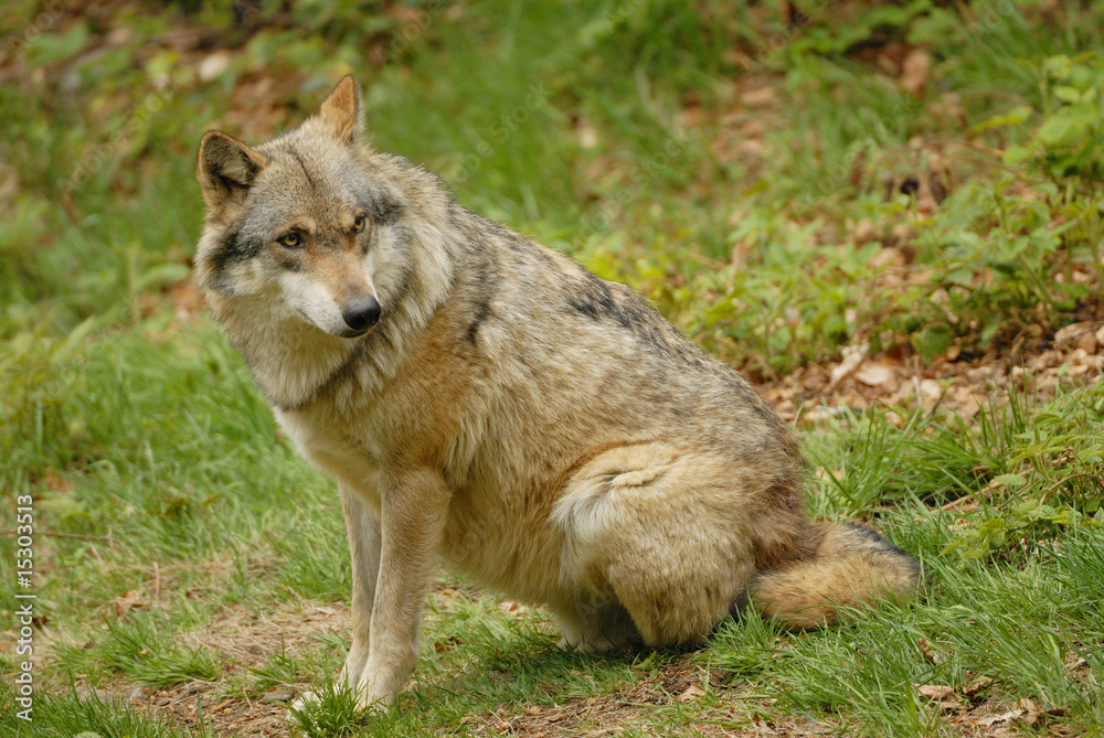 Naklejka premium Wolf