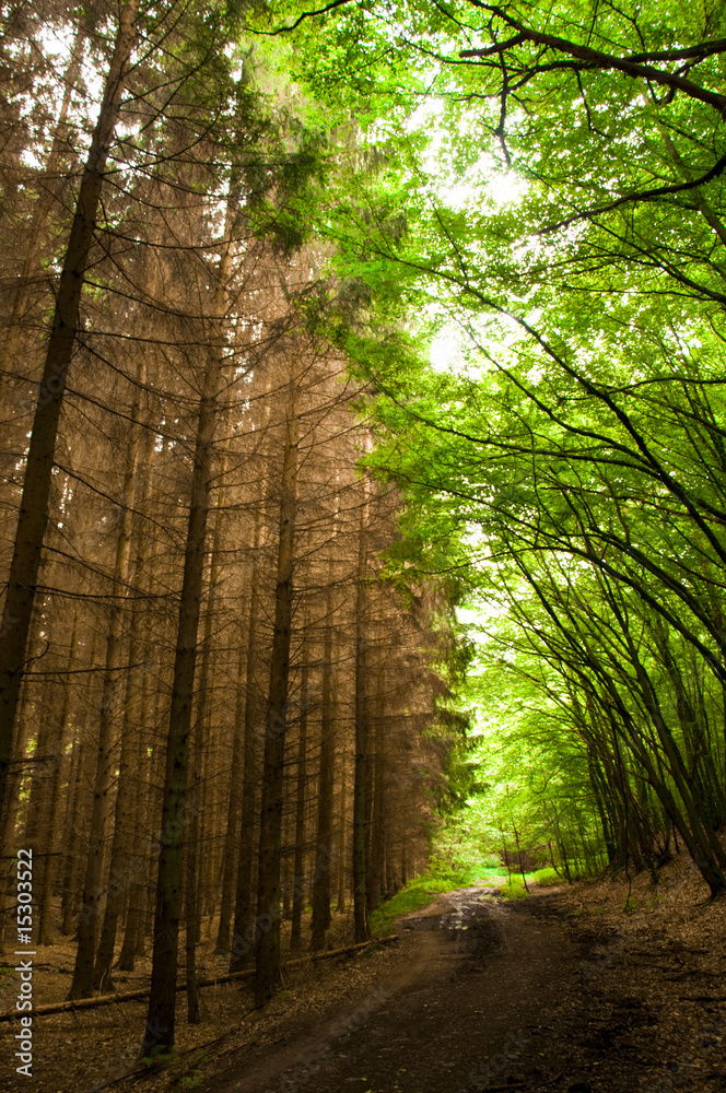Fototapeta premium Waldaufnahmen aus der Eifel