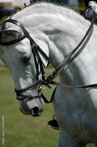 white Hanover horse photo