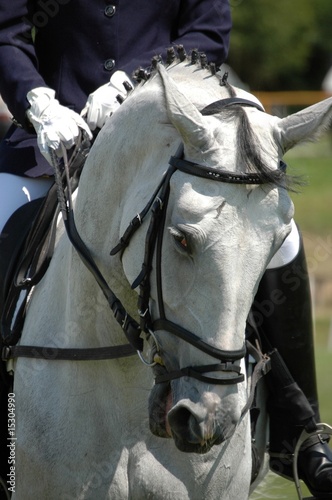 white horse head