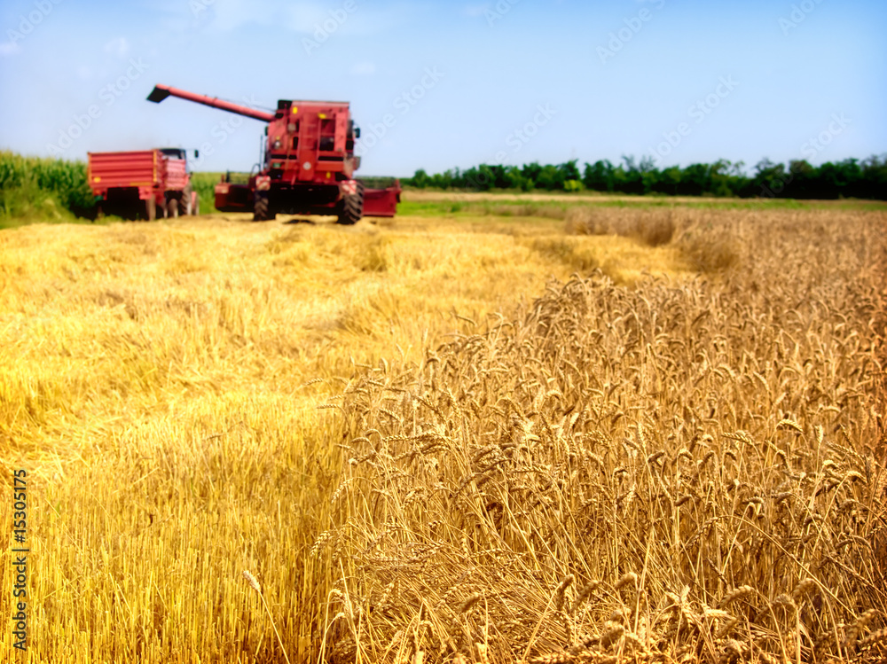 Obraz premium harvesting