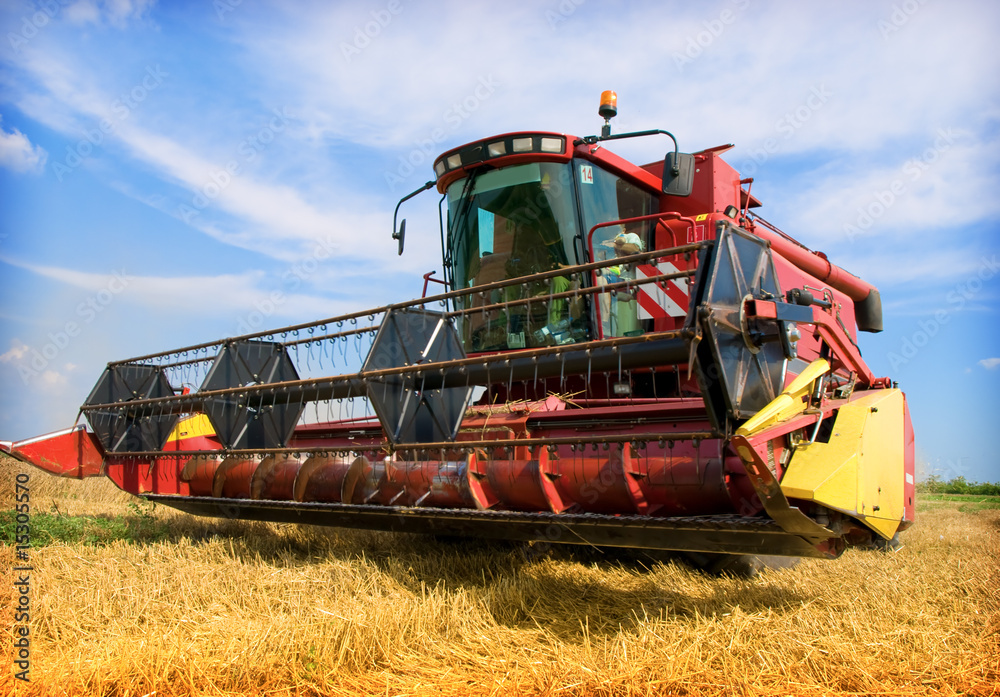 Fototapeta premium Combine working on a wheat field