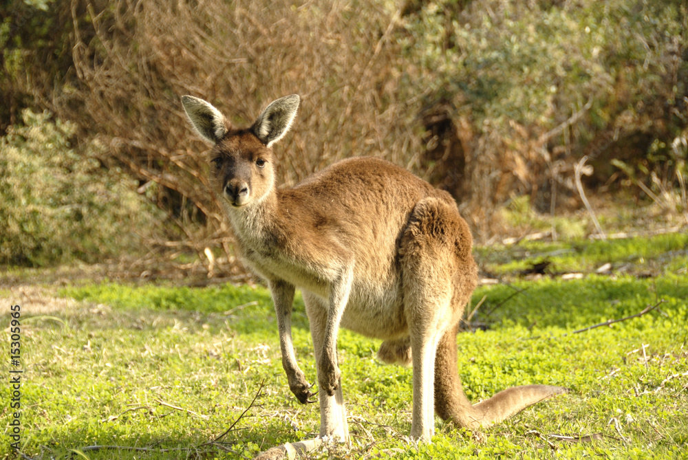 Kangaroo