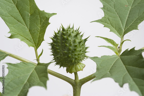 Stechapfel (Datura stramonium)