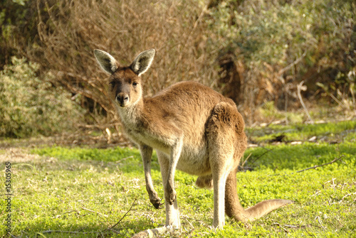 Kangaroo