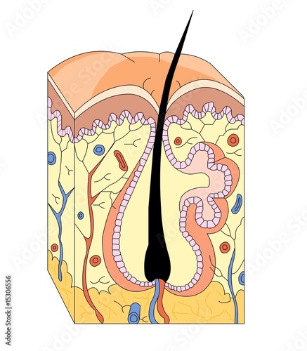 skin anatomy