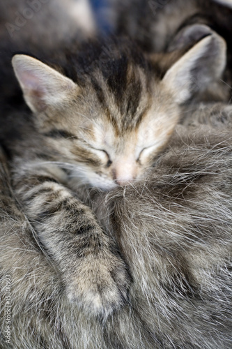 Kittens suck mother cat's breast for milk feeding