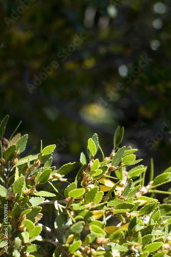 green leaves.