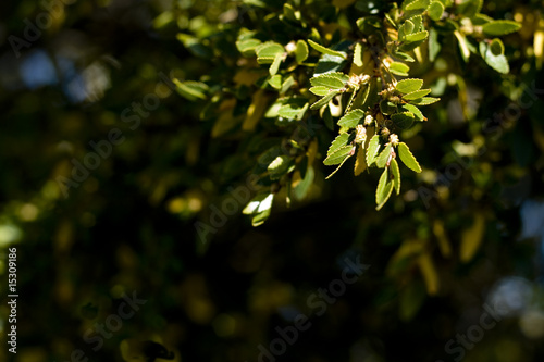 leaves with selective focus