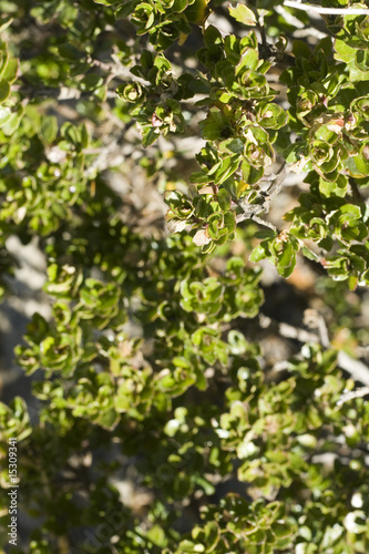green foliage