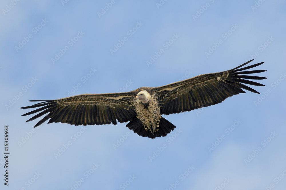 Rüppell's Vulture, Gyps rueppellii, Masai Mara, Kenya