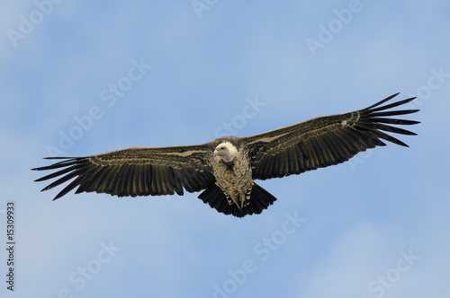 Obraz na płótnie Rüppell's Vulture, Gyps rueppellii, Masai Mara, Kenya w salonie