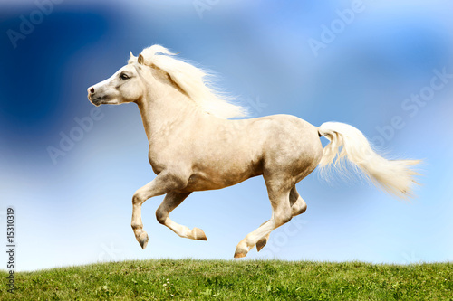 palomino horse galloping