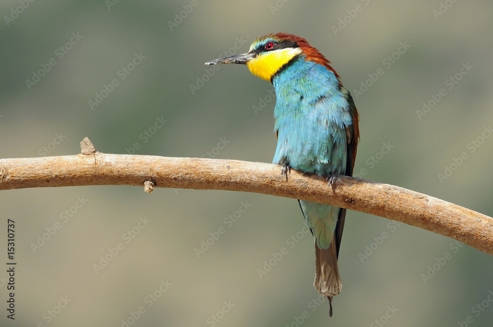 Bee-eater (Merops apiaster), Israel