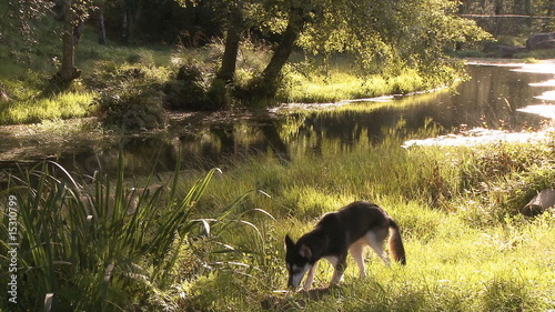 Hunting dogs in the river