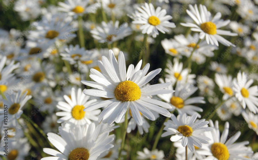Wild daisies Wild daisies