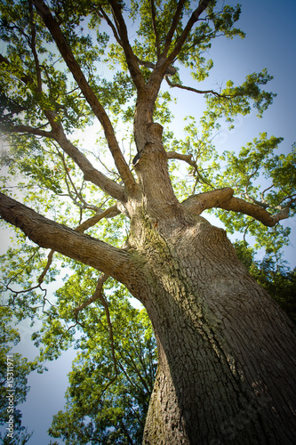 Mature oak tree
