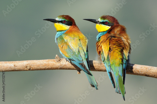 Bee-eater (Merops apiaster), Israel
