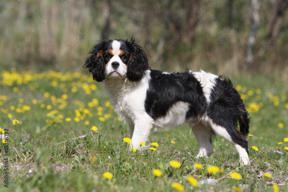 cavalier king charles spaniel tricolore de profil dans l'herbe cavalier king charles spaniel tricolore de profil dans l'herbe