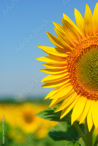 Sunny sunflower