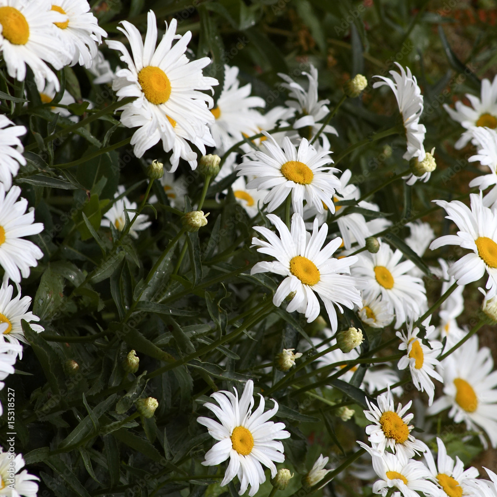 Fototapeta premium massif de marguerites