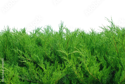 Valokuvatapetti green bushes isolated on white