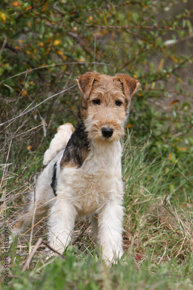 fox terrier à poil dur debout dans les hautes herbes fox terrier à poil dur debout dans les hautes herbes