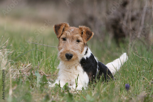 Obraz na płótnie fox terrier à poil dur couché dans l'herbe de face w salonie