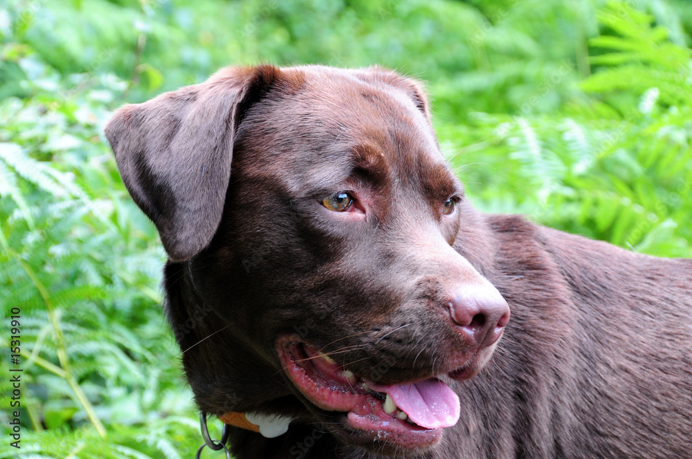 Chocolate labrador