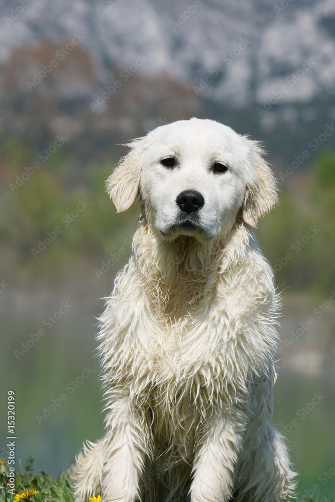 jeune golden retriever assis de face dans l'herbe - gros plan