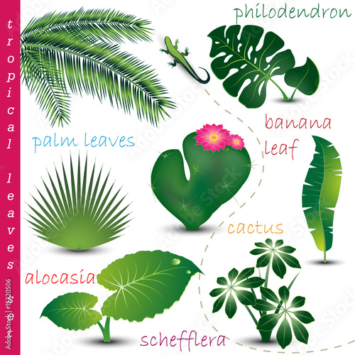 Tropical Leaves Colection